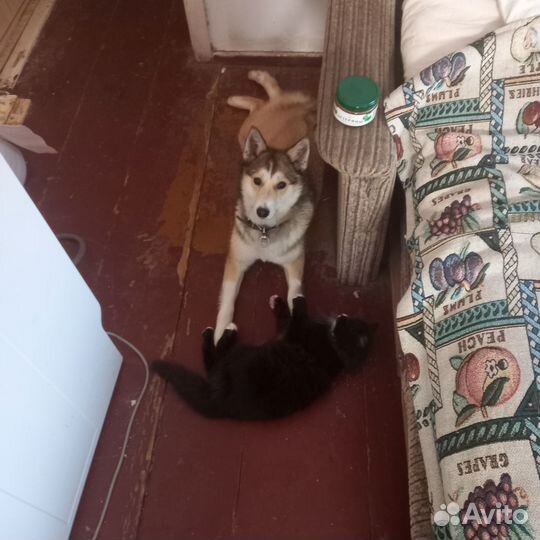 Отдам в добрые руки щенка лайки