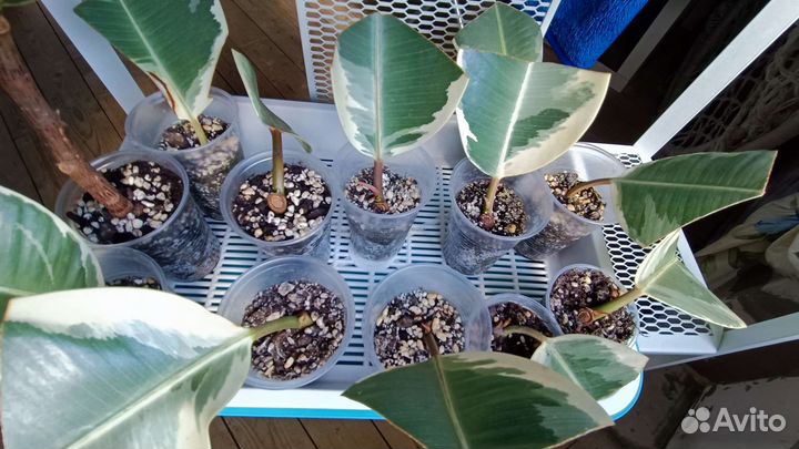 Фикусы/ обновлён