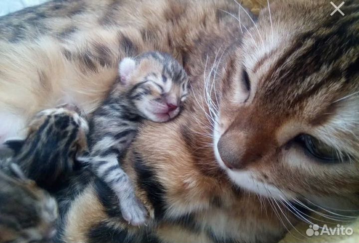 Бенгальская