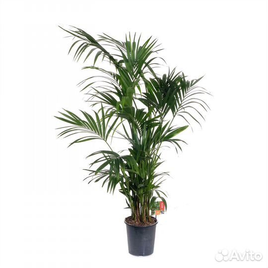 Растения для дома