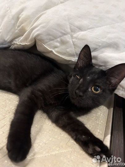 Котик в добрые руки