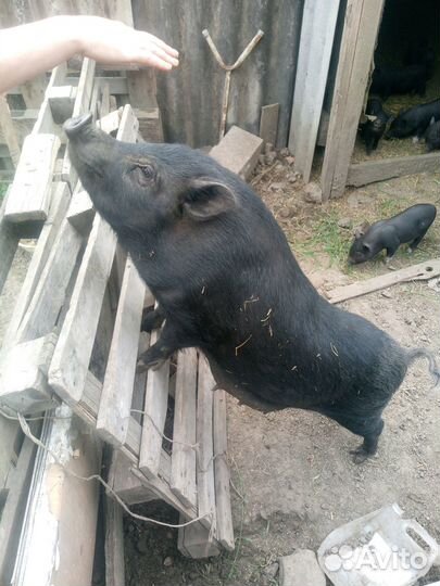 Продам вьетнамскую свинью