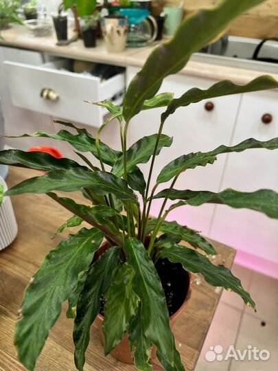 Калатея элгер грасс