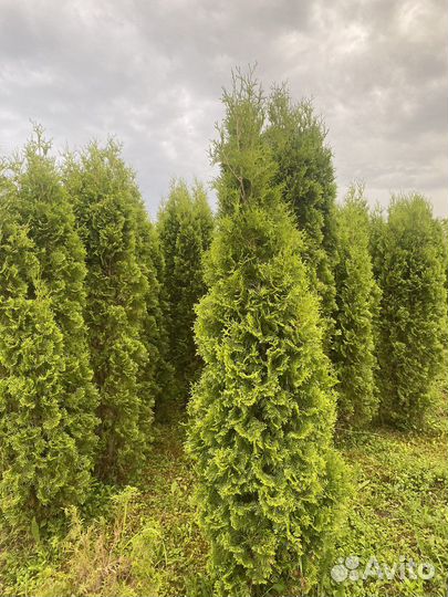 Туя колумна