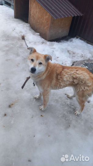 Собака в добрые руки