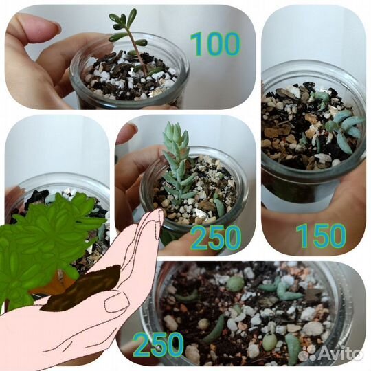 Суккуленты наборы, очиток моргана, буррито, седум