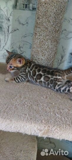 Бенгальские котята
