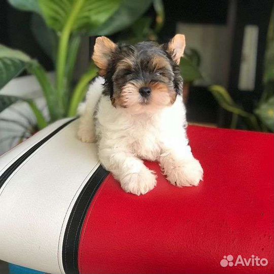 На дачу с новым другом