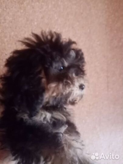 Сестрёнки пуделешки