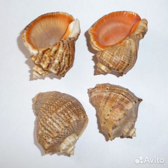 Ракушка рапан с чёрного моря