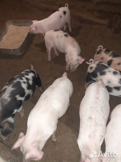 Поросята