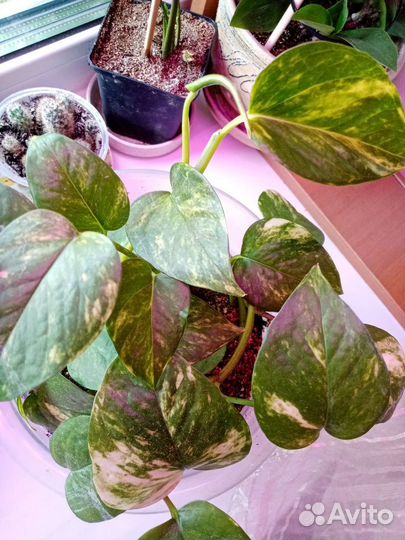 Эпипремнум Сциндапсус золотистый Golden Queen