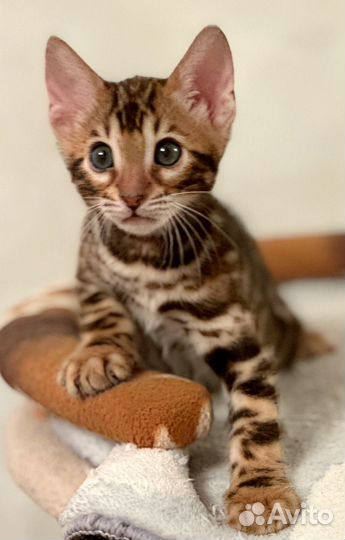 Бенгальская кошечка
