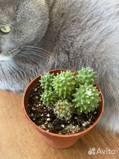 Кактусы и суккуленты