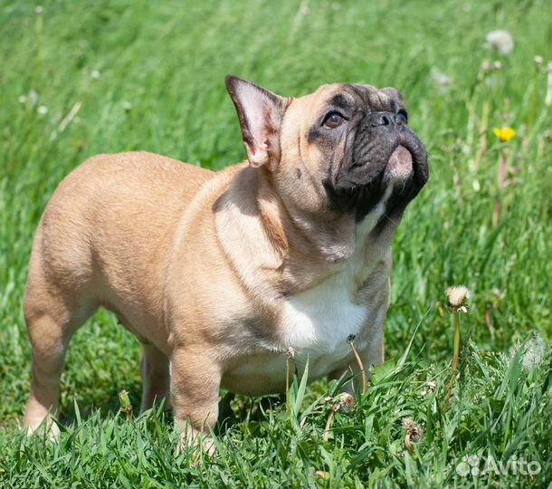 Рыжие солнышки