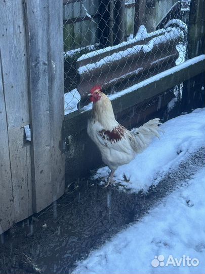 Молодой петушкок