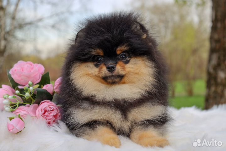 Померанский шпиц девочка