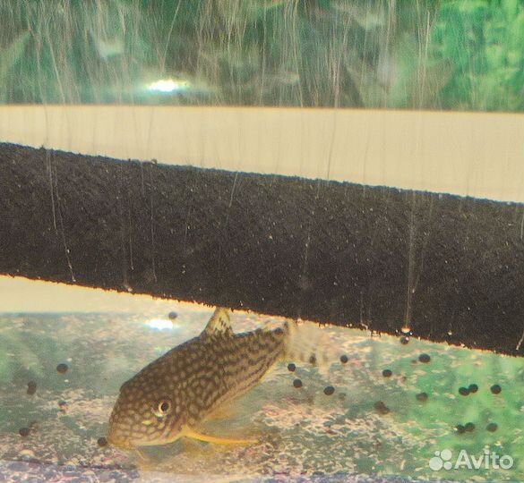 Сомики коридорасы