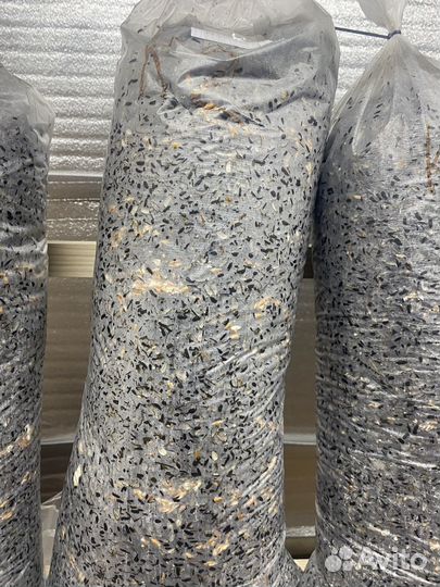 Готовые блоки вешенки