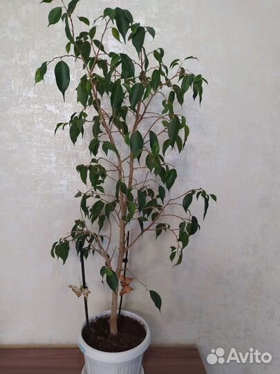 Фикус бенджамина