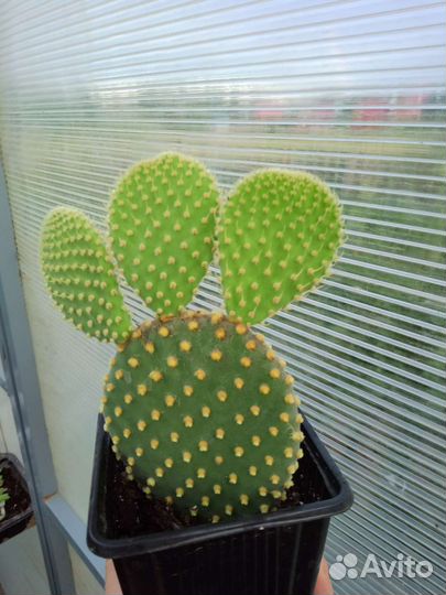 Кактус Опунция мелкоигольчатая