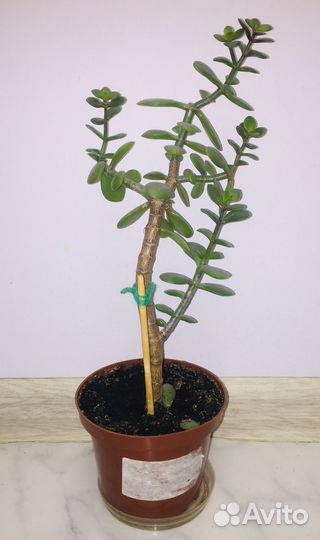 Толстянка - денежное дерево (крассула)