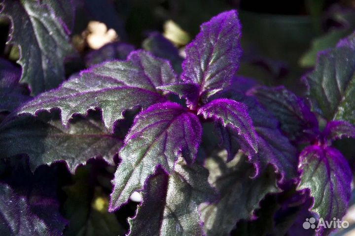 Продам комнатные растения