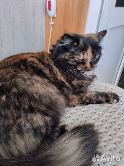 Котята селкирк рекс