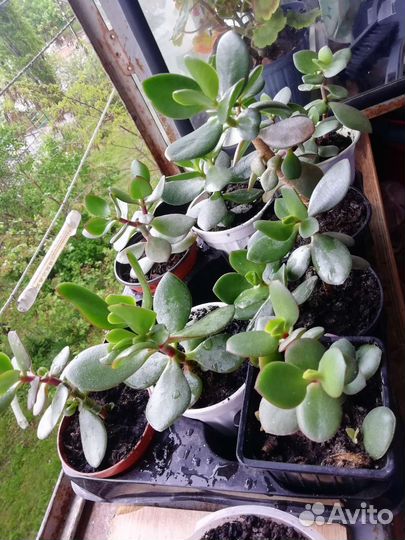 Крассула толстянка