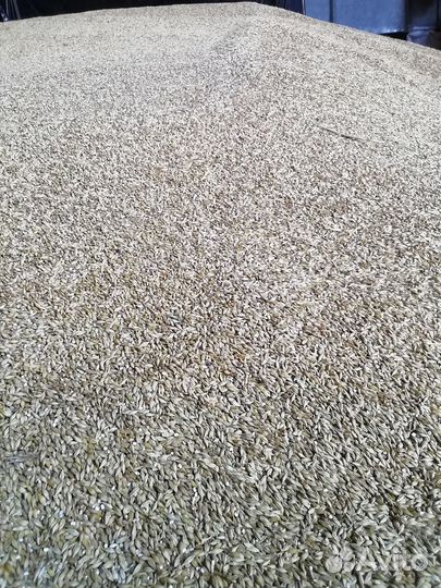 Зерно ячмень озимый