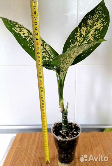 Диффенбахия