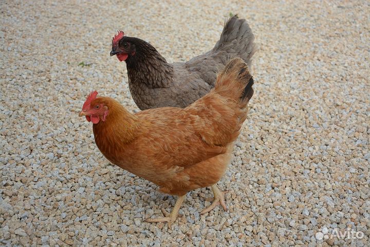 Куры Молодки Чешский доминант