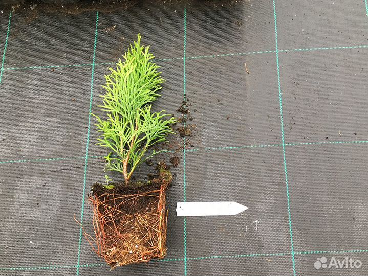 Туя в горшках
