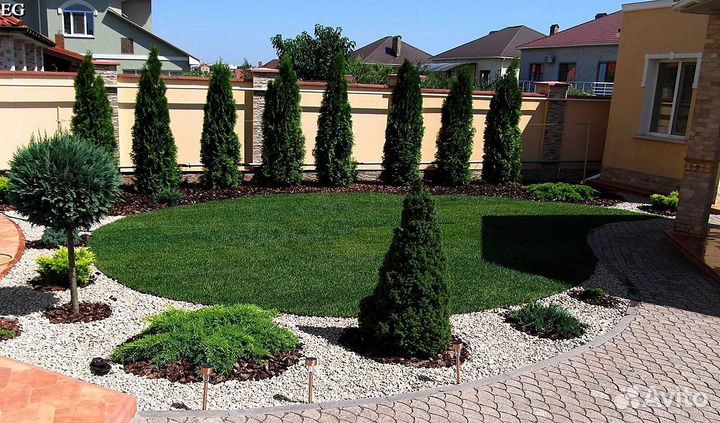 Туи колумна