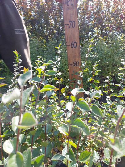 Кизильник блестящий