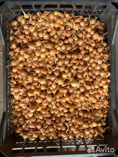 Лук семейный (шалот) на посадку