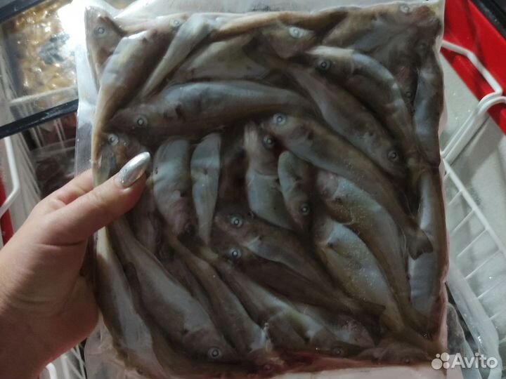 Свежая и свежемороженая Барабуля