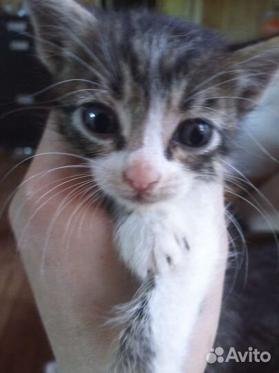 Котята бесплатно