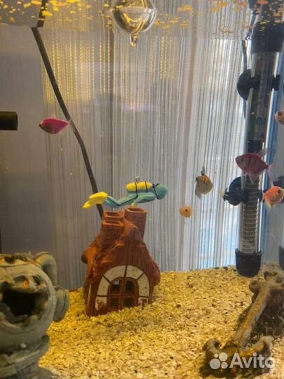 Аквалангист в аквариум