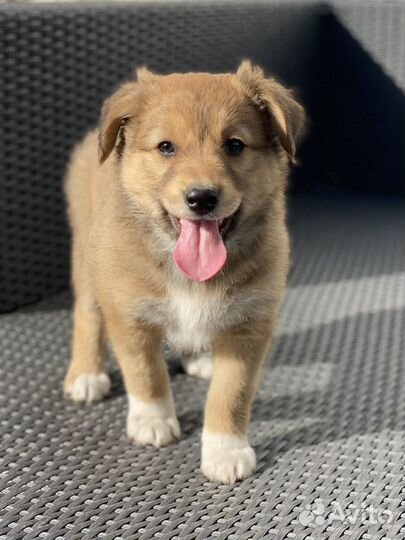 Щенки бесплатно в добрые руки