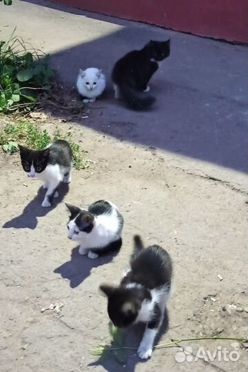 Котят выкинули на улицу