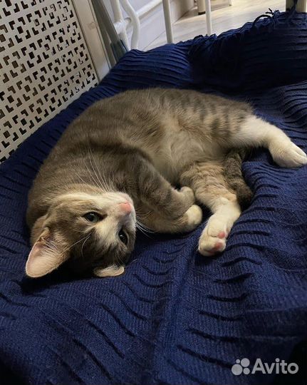 Передержка домашних животных