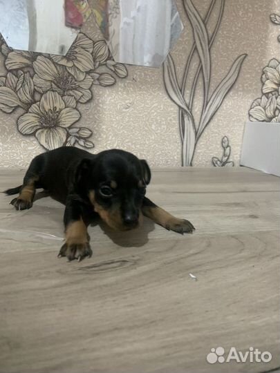 Протам той терьеров