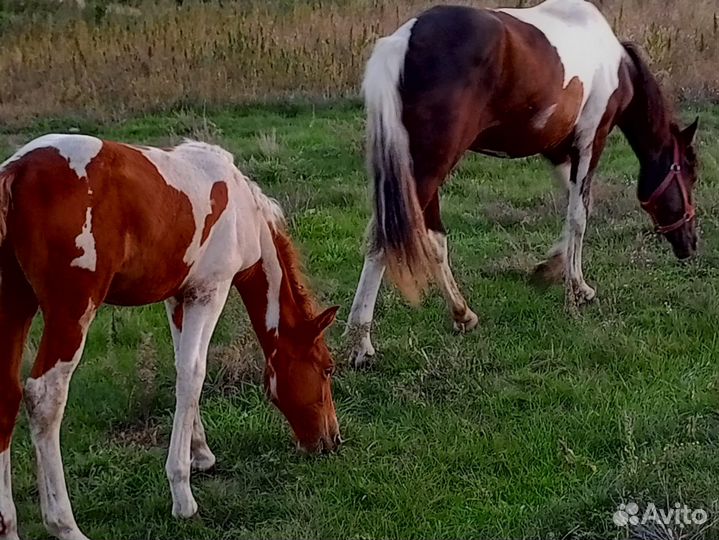 Продам кобылу