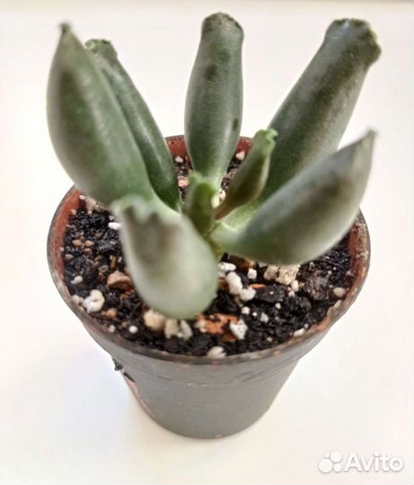 Суккуленты