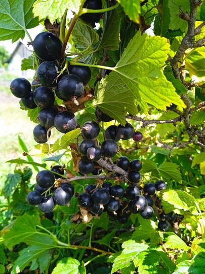 Участок 5 сот. (СНТ, ДНП)