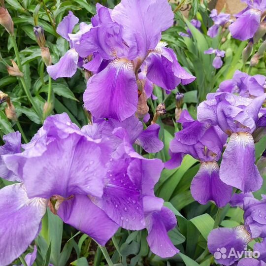 Ирисы