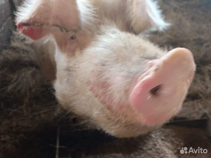 Свиноматки + хряк