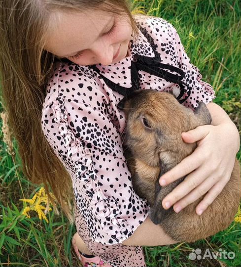 Вислоухий декоративный кролик 