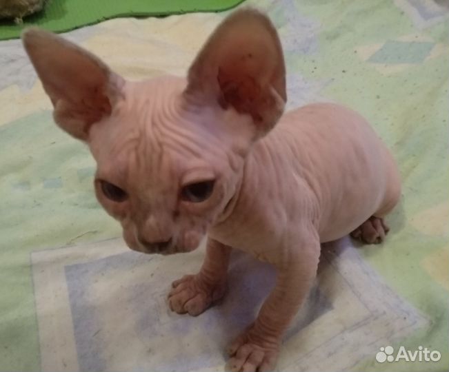 Канадский сфинкс котенок